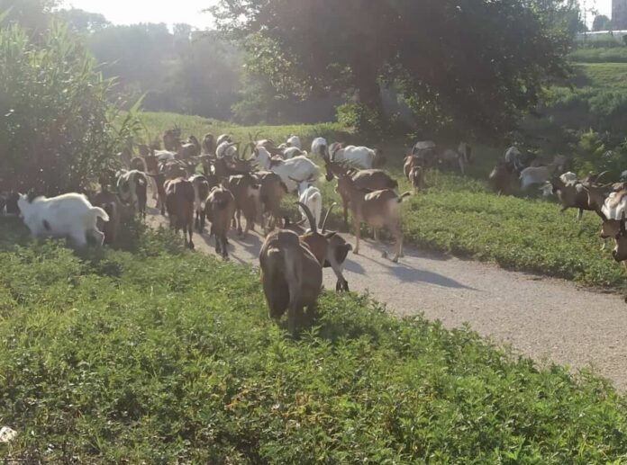 Capre all'Isolotto