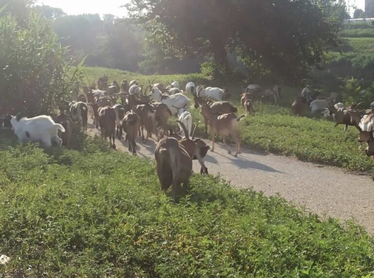 Firenze, 135 capre all’Isolotto: il proprietario le considera animali da compagnia