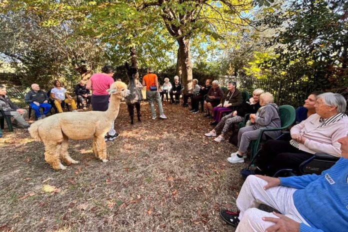 alpaca lama
