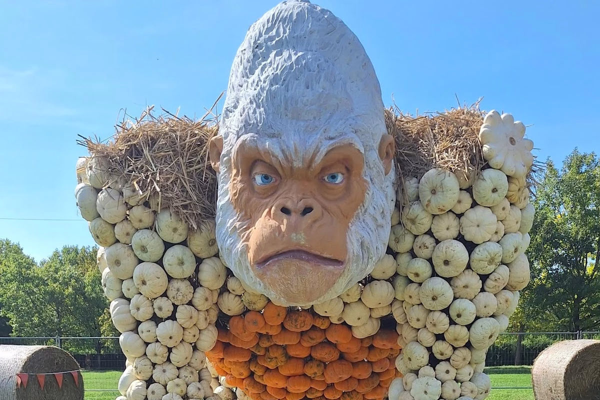 Verso Halloween: dove raccogliere le zucche per la festa 1 regno delle zucche gorilla
